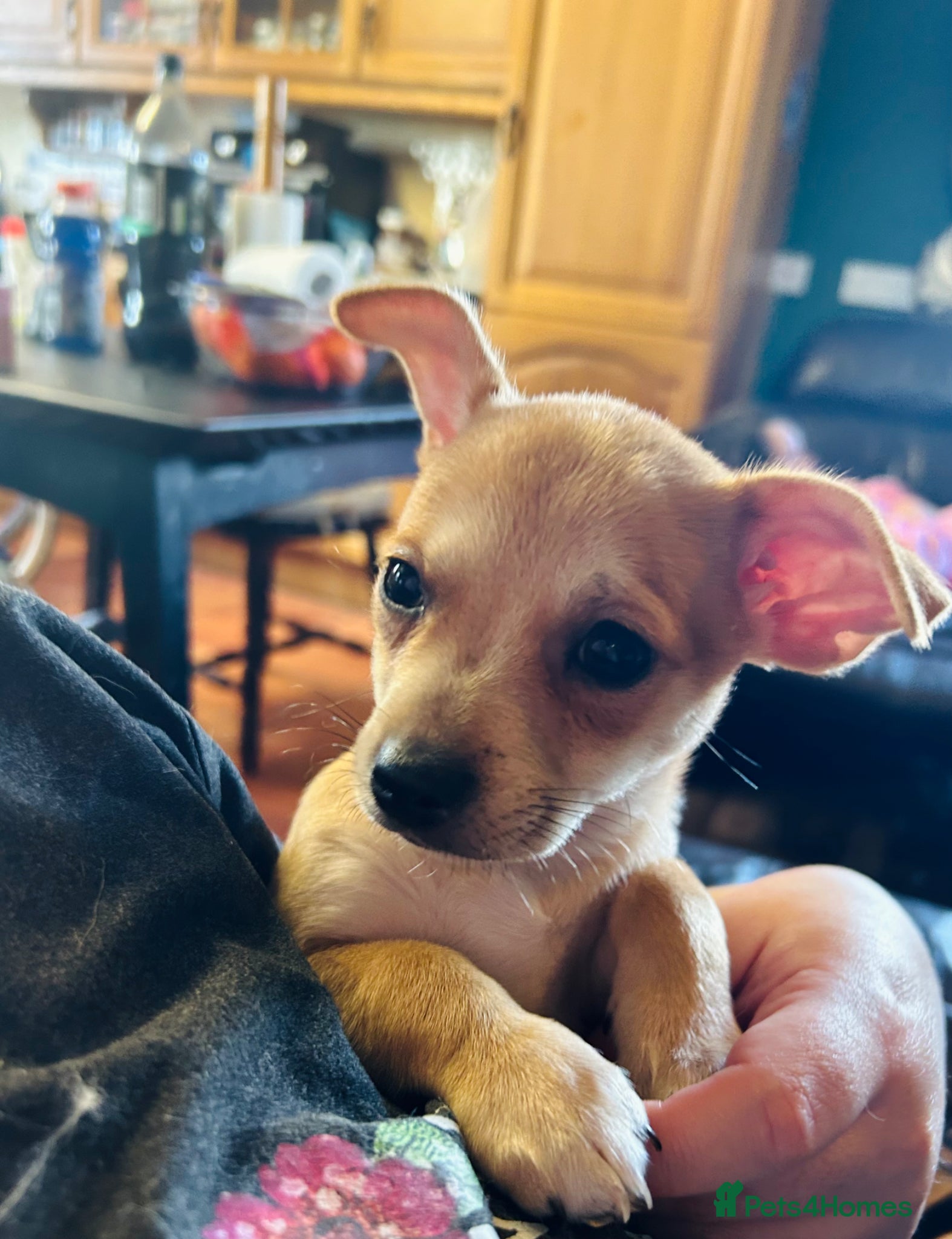 Pomchi dogs 1 Pomchi pups left - Advert 8