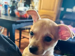 Pomchi dogs 1 Pomchi pups left - Advert 8