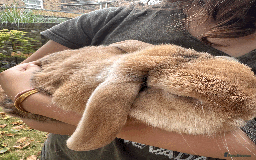 Mini Lop rabbits for sale: Bonded pair mini lop rabbits - Image 3