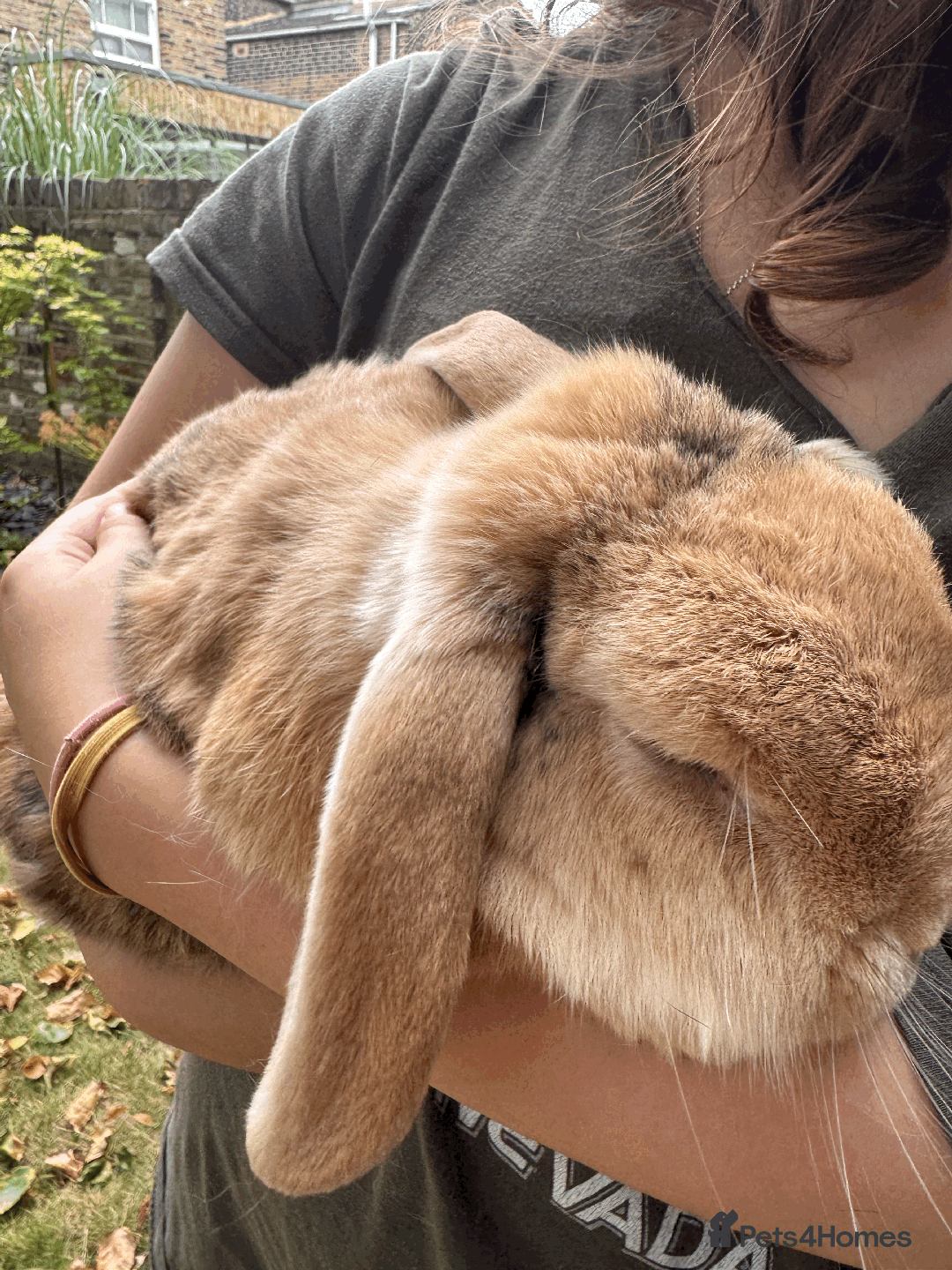 Mini Lop rabbits for sale: Bonded pair mini lop rabbits - Image 3