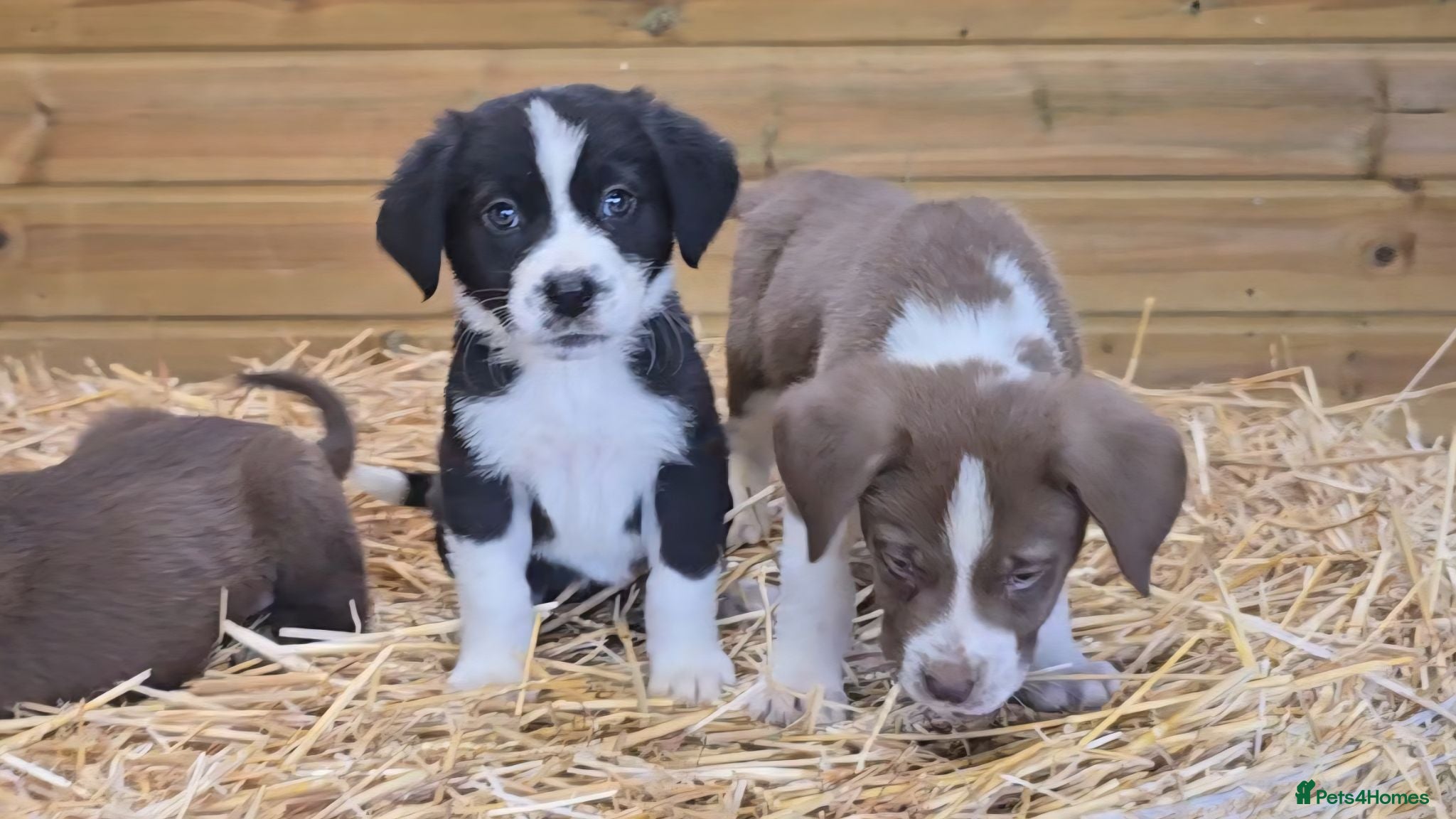 Mixed Breed dogs Beautiful Newfound puppies now available ☺️ - Advert 17