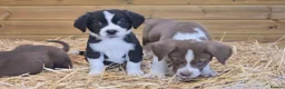 Mixed Breed dogs for sale: Beautiful Newfound puppies now available ☺️ - Advert 9