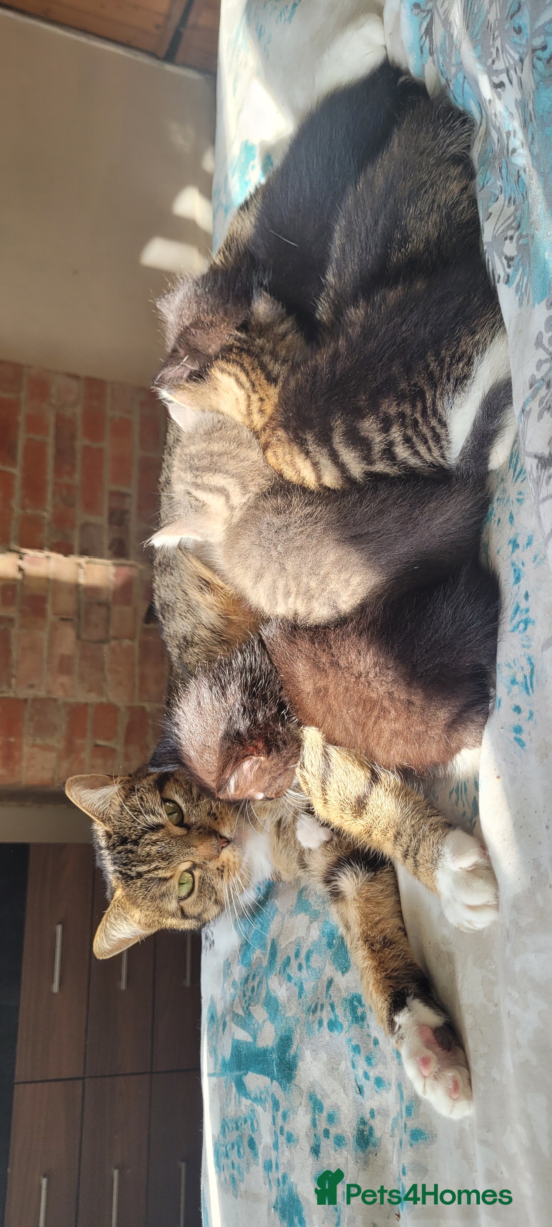 Mixed Breed cats Gorgeous friendly kittens  - Advert 1