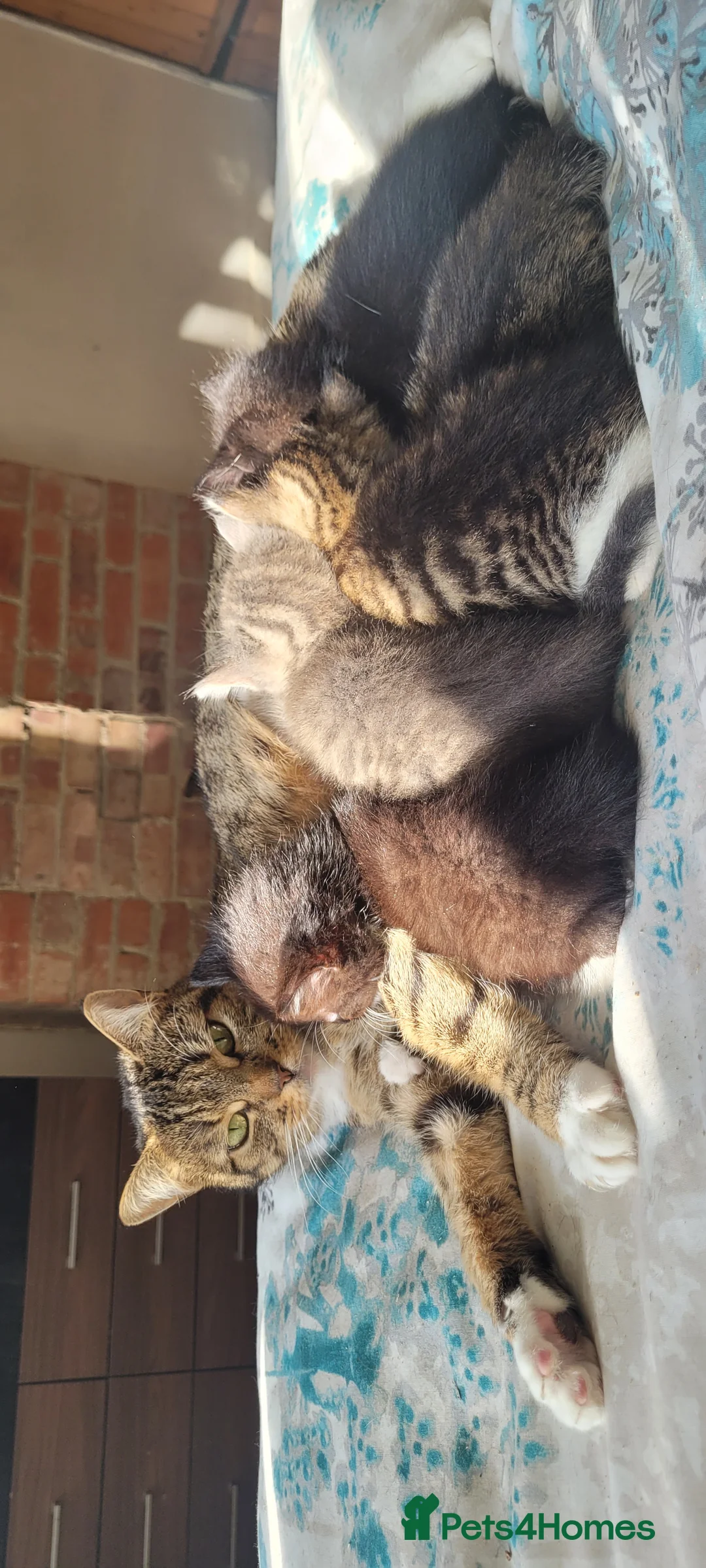 Mixed Breed cats for sale: Gorgeous friendly kittens  - Advert 1