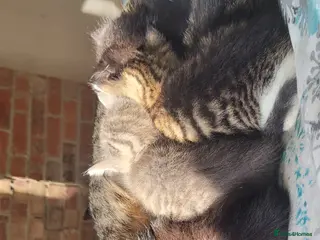 Mixed Breed cats Gorgeous friendly kittens - Advert 1