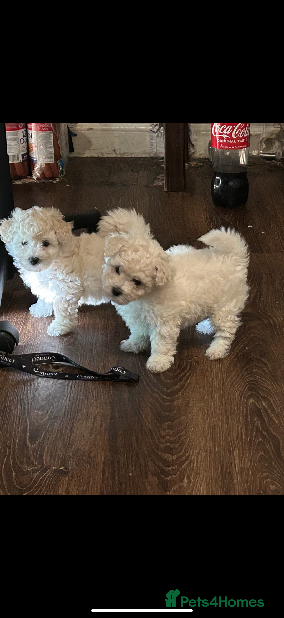 Bichon Frise dogs for sale: Bichon frise - Image 3