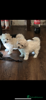 Bichon Frise dogs - Advert 11
