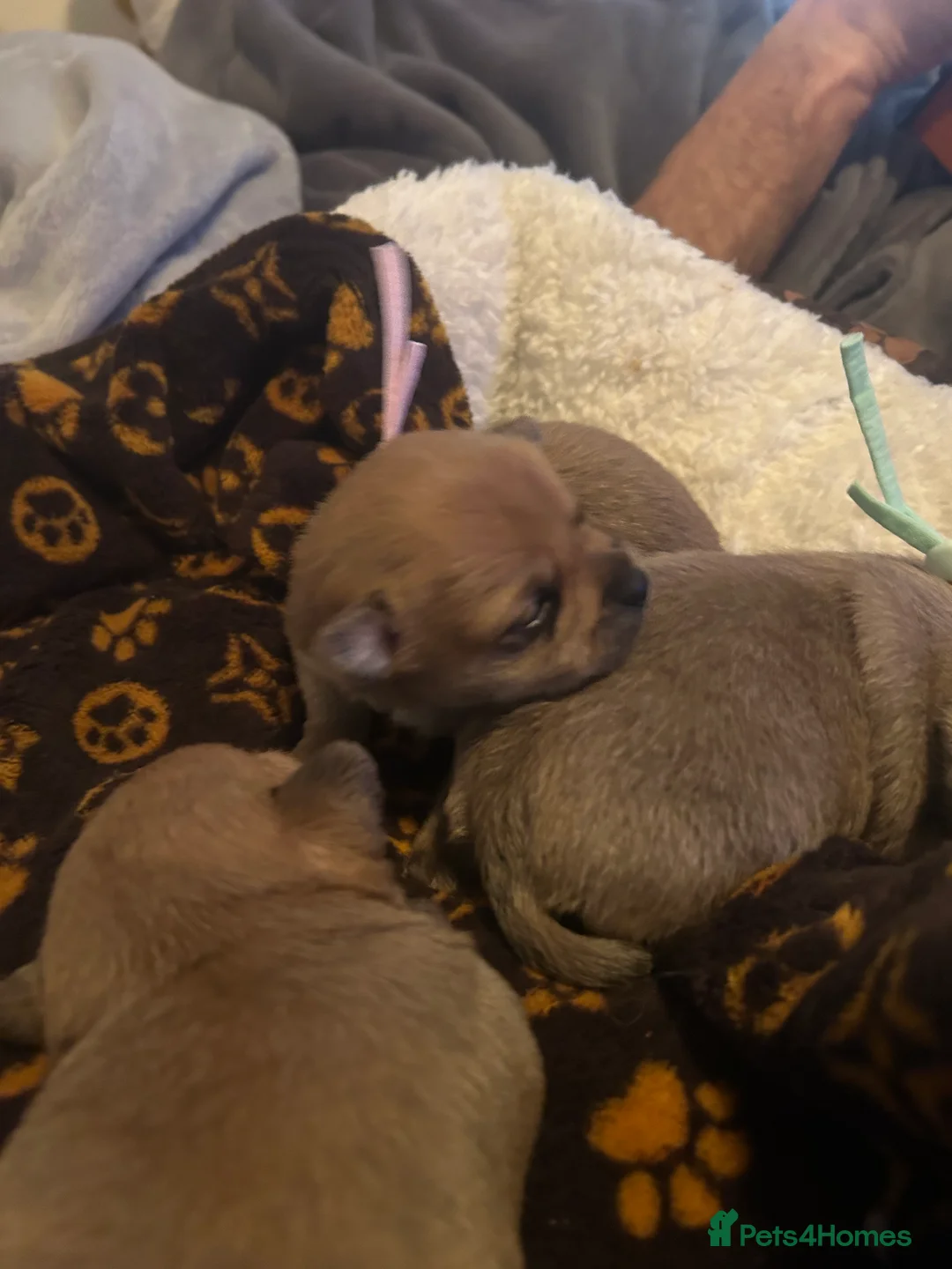 Pomchi dogs for sale: Beautiful Pomchi girls - Advert 3
