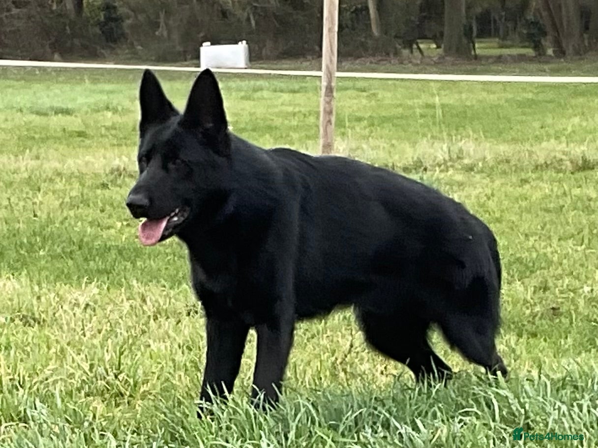 German Shepherd dogs Outstanding All Black Male  - Advert 2