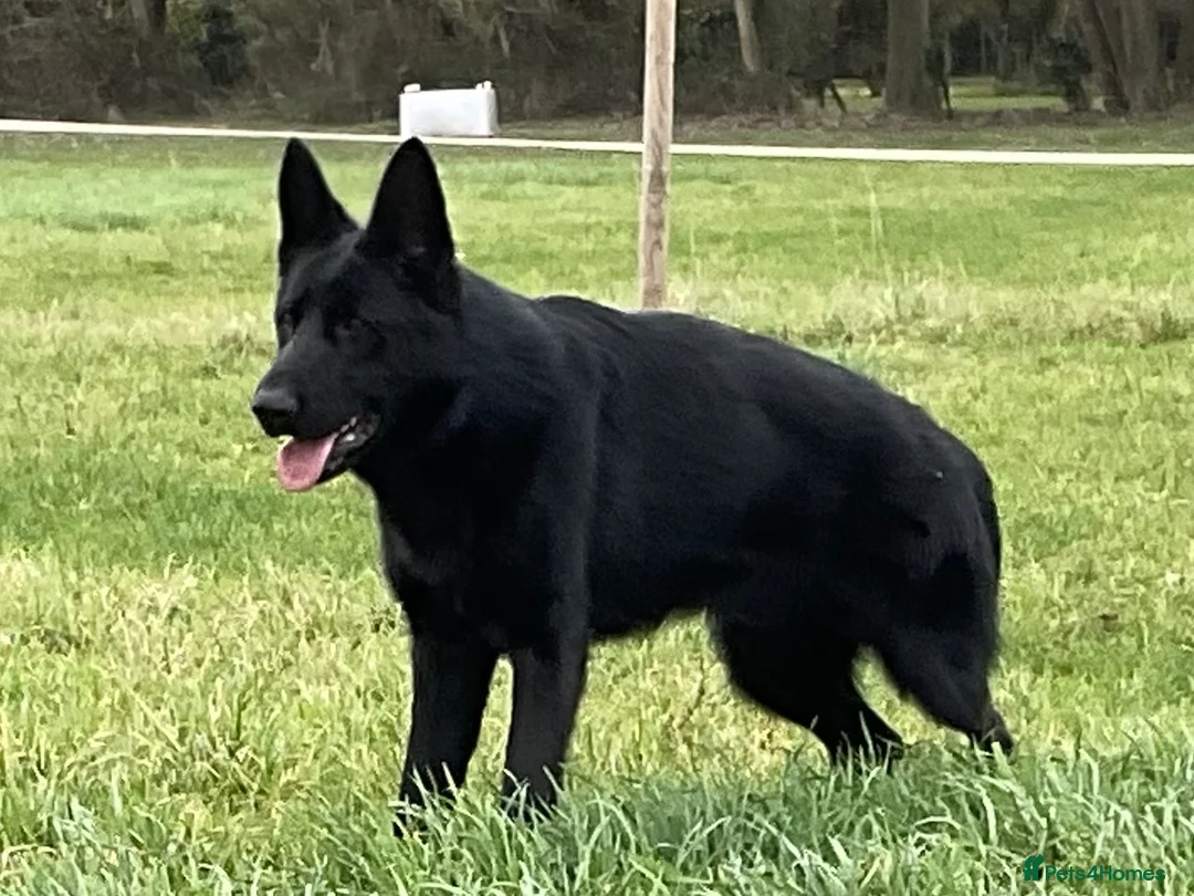 German Shepherd dogs for sale: Outstanding All Black Male  - Advert 2