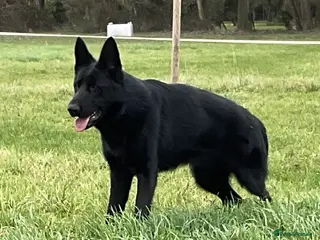 German Shepherd dogs Outstanding All Black Male - Advert 3