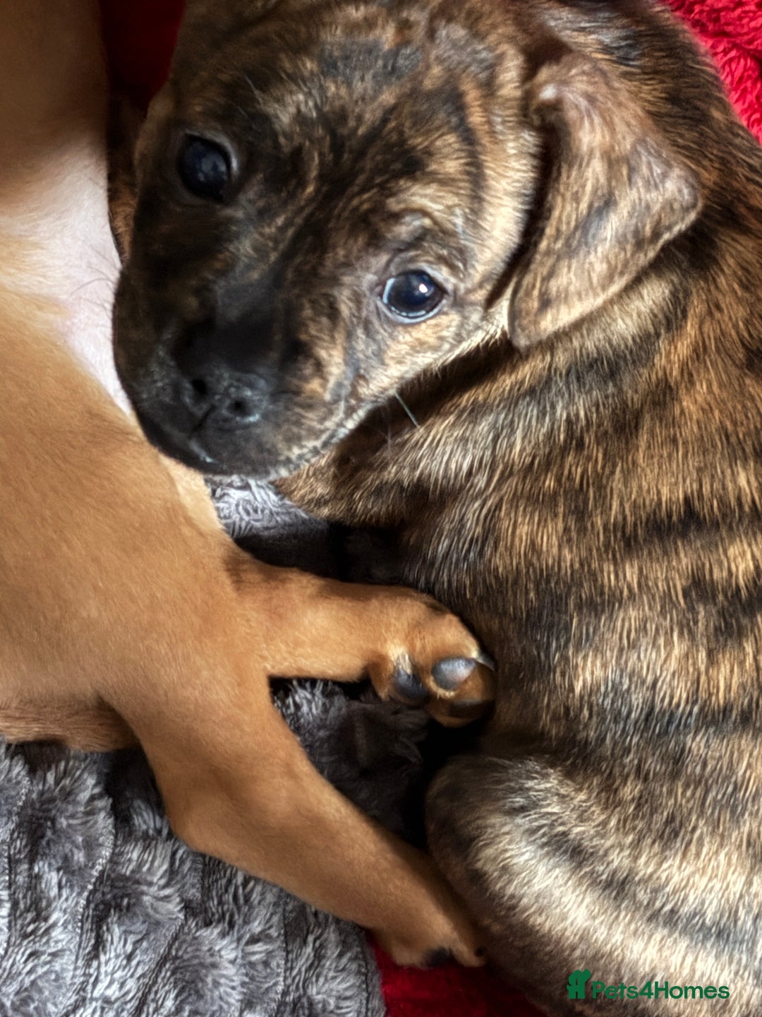 Mixed Breed dogs for sale: French Pinscher Pups - Advert 5