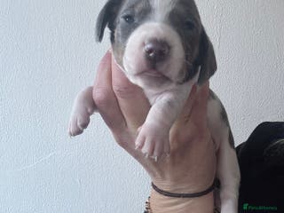 Dachshund dogs Miniature dashaund - Advert 15