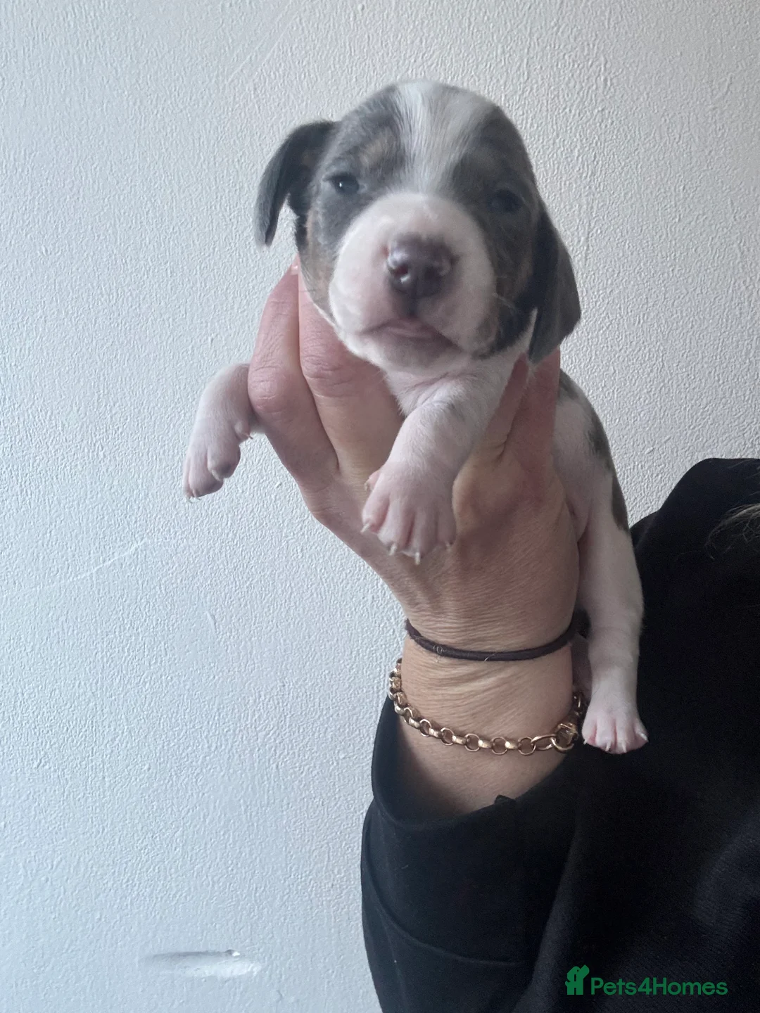 Dachshund dogs for sale: Miniature dashaund - Advert 2