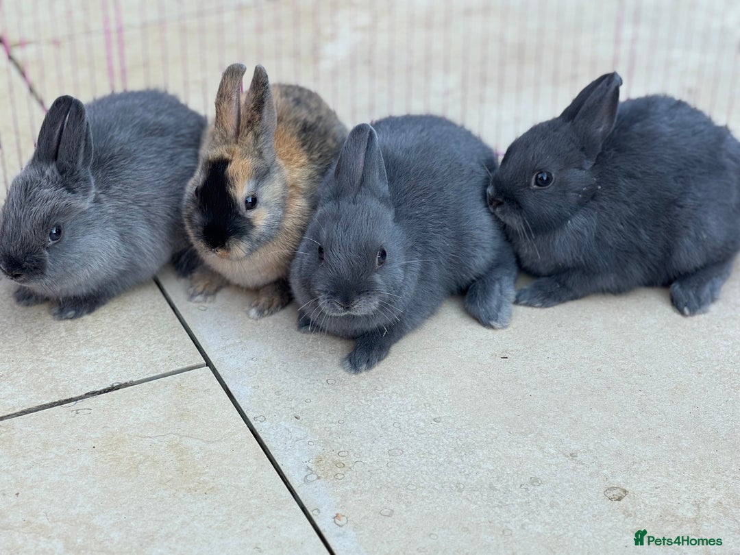 Netherland Dwarf rabbits for sale: Pure Bred Netherlands Dwarf Bunnies  - Image 4