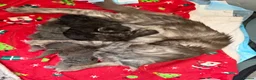 Maine Coon cats for sale: Beautiful litter of 5 main coons  in Cambridge - Advert 10