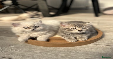 Scottish Fold cats - Advert 6