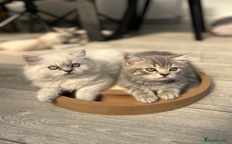 Scottish Fold cats - Advert 8