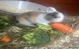 Mini Lion Lop rabbits for sale: Baby bunnies mini lion lops ready now  - Image 20