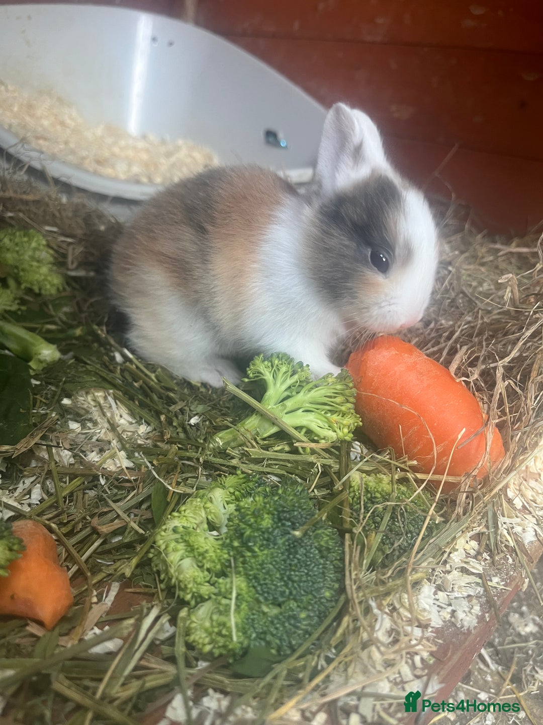Mini Lion Lop rabbits for sale: Baby bunnies mini lion lops ready now  - Image 20