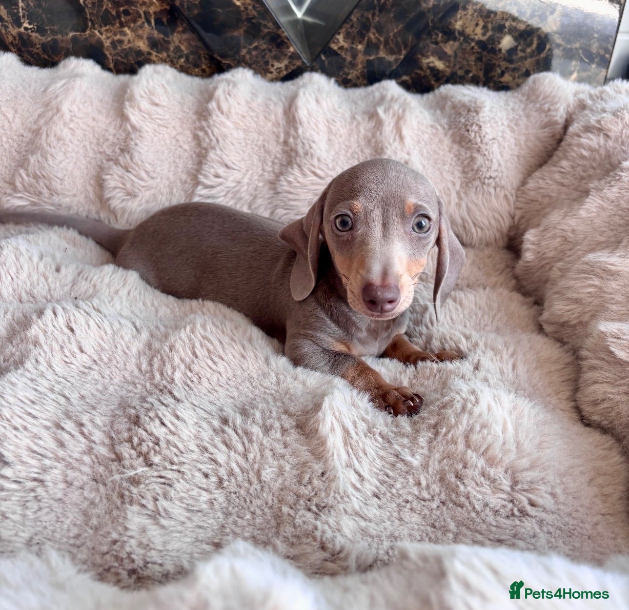 Miniature Dachshund dogs Miniature Dutch hound puppies - Advert 11