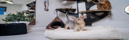 Abyssinian cats for sale: Super Cuddling Boy Champion Line 🏆 Silver Black - Advert 23