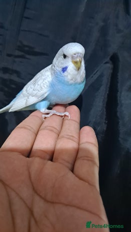 Budgerigars birds for sale - Advert 1