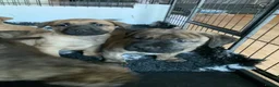 Presa Canario dogs for sale: Presser canario puppies - Advert 14
