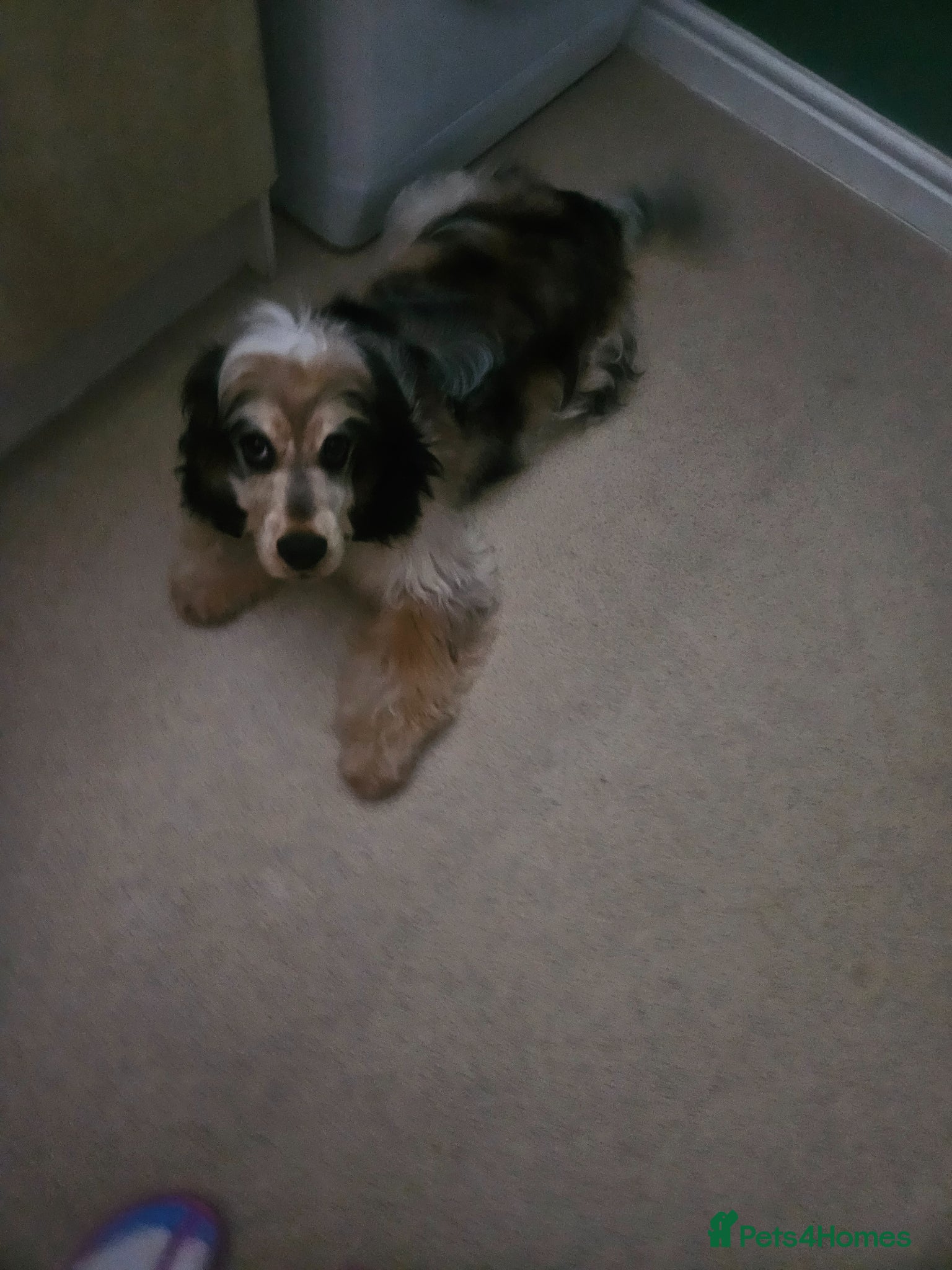 Cocker Spaniel dogs for sale: Beautiful puppy  - Advert 2