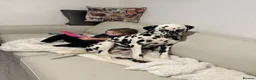 Dalmatian dogs for sale: Boss 4yr old dalmation in Waterlooville - Advert 12