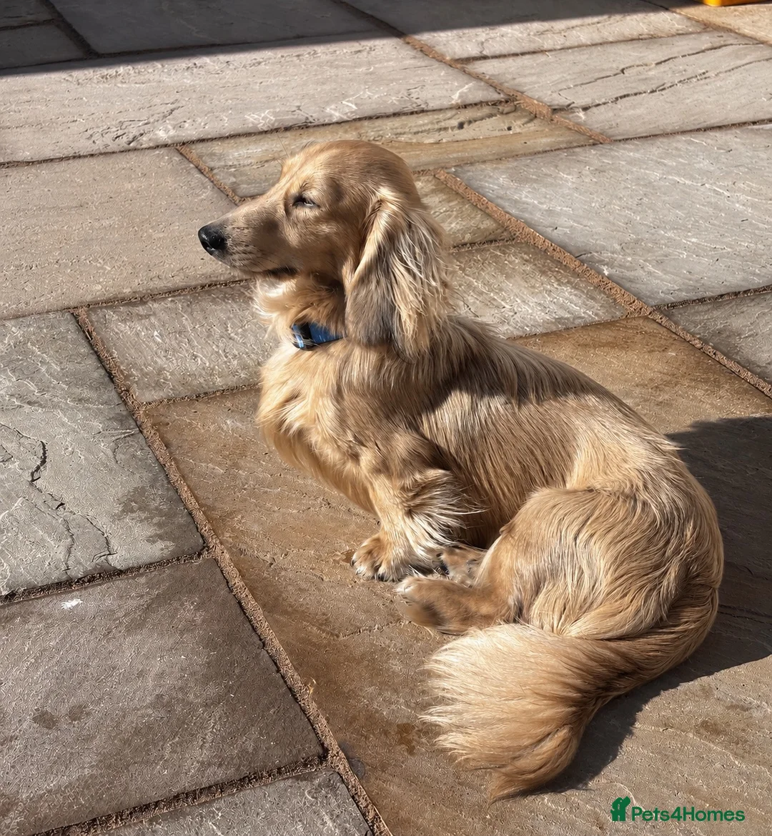 Miniature Dachshund dogs for stud: Shaded Cream stud, Free ovulation testing  - Advert 2