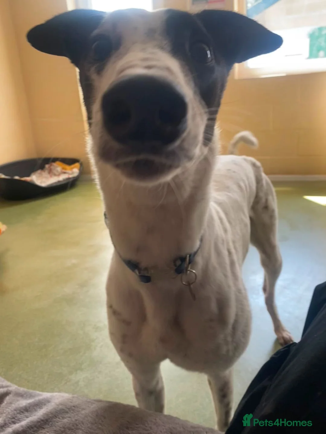 Greyhound dogs for adoption: Jet   - Advert 2