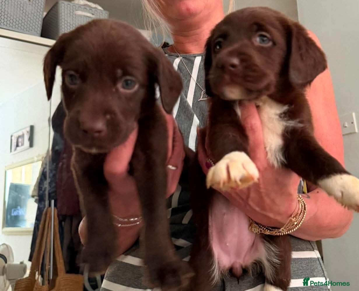Labradoodle dogs Beautful home raised standard labradoodle puppies - Advert 9