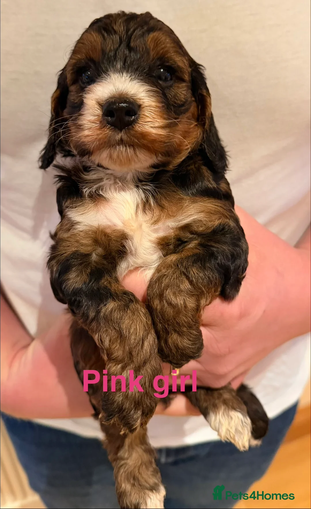 Cockapoo dogs for sale: 6 beautiful Cockerpoo  - Advert 2