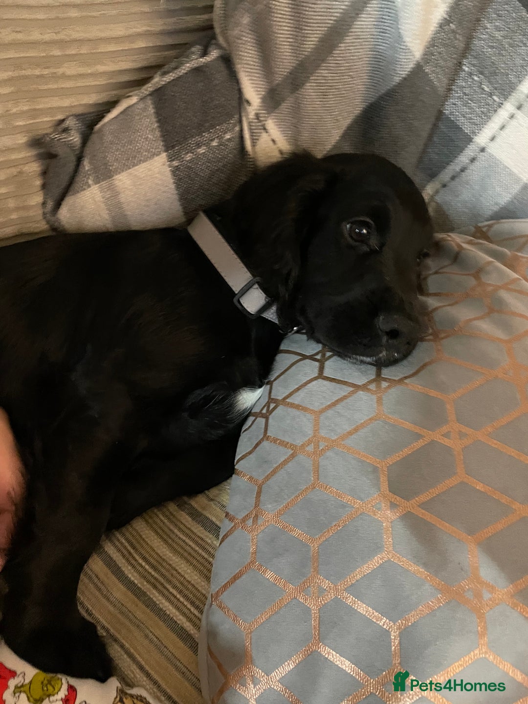 Cocker Spaniel dogs for stud: Milo is looking to mate  - Image 5
