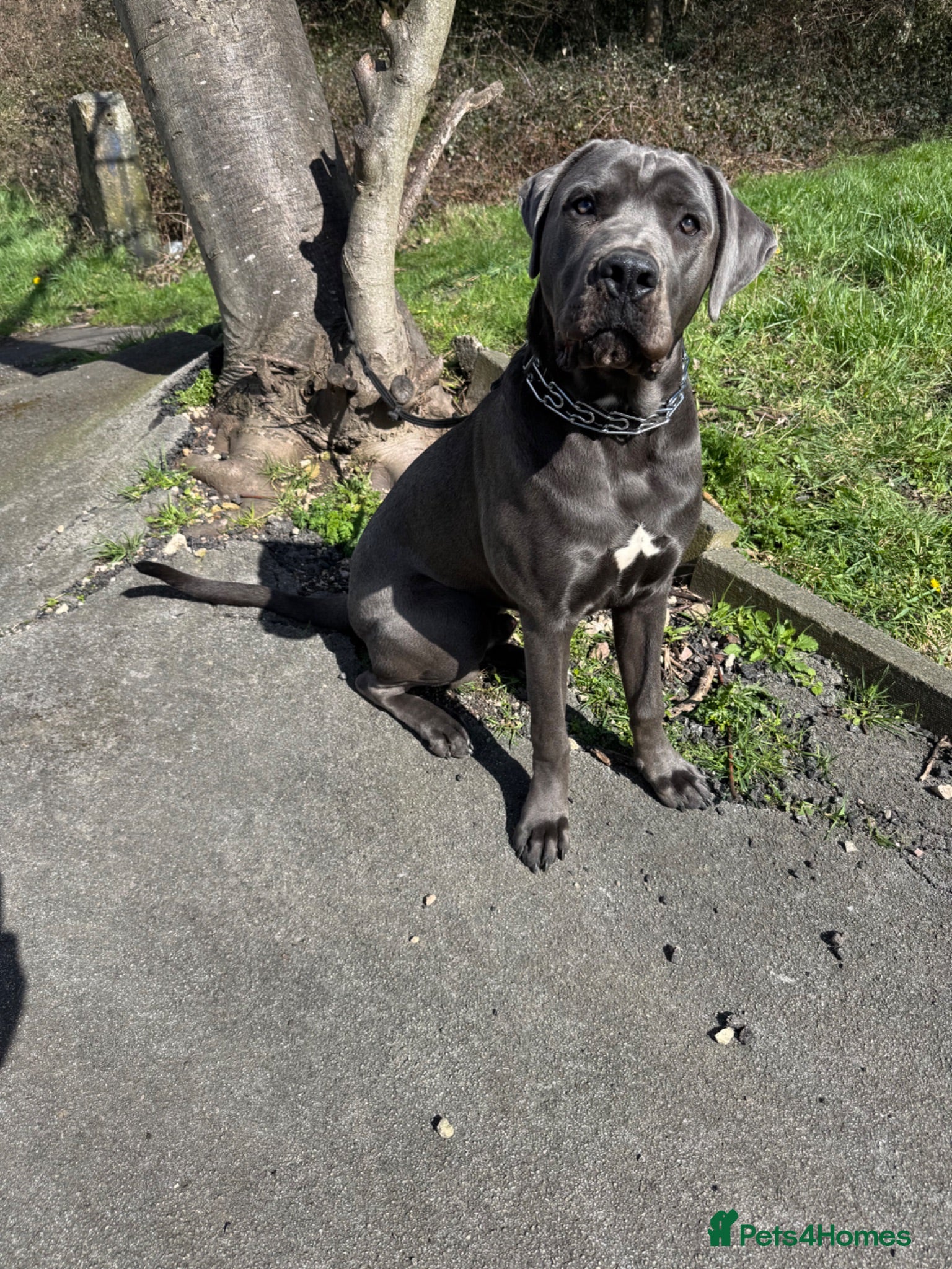 Cane Corso dogs Ghost Loving, loyal companion looking right home  - Advert 18