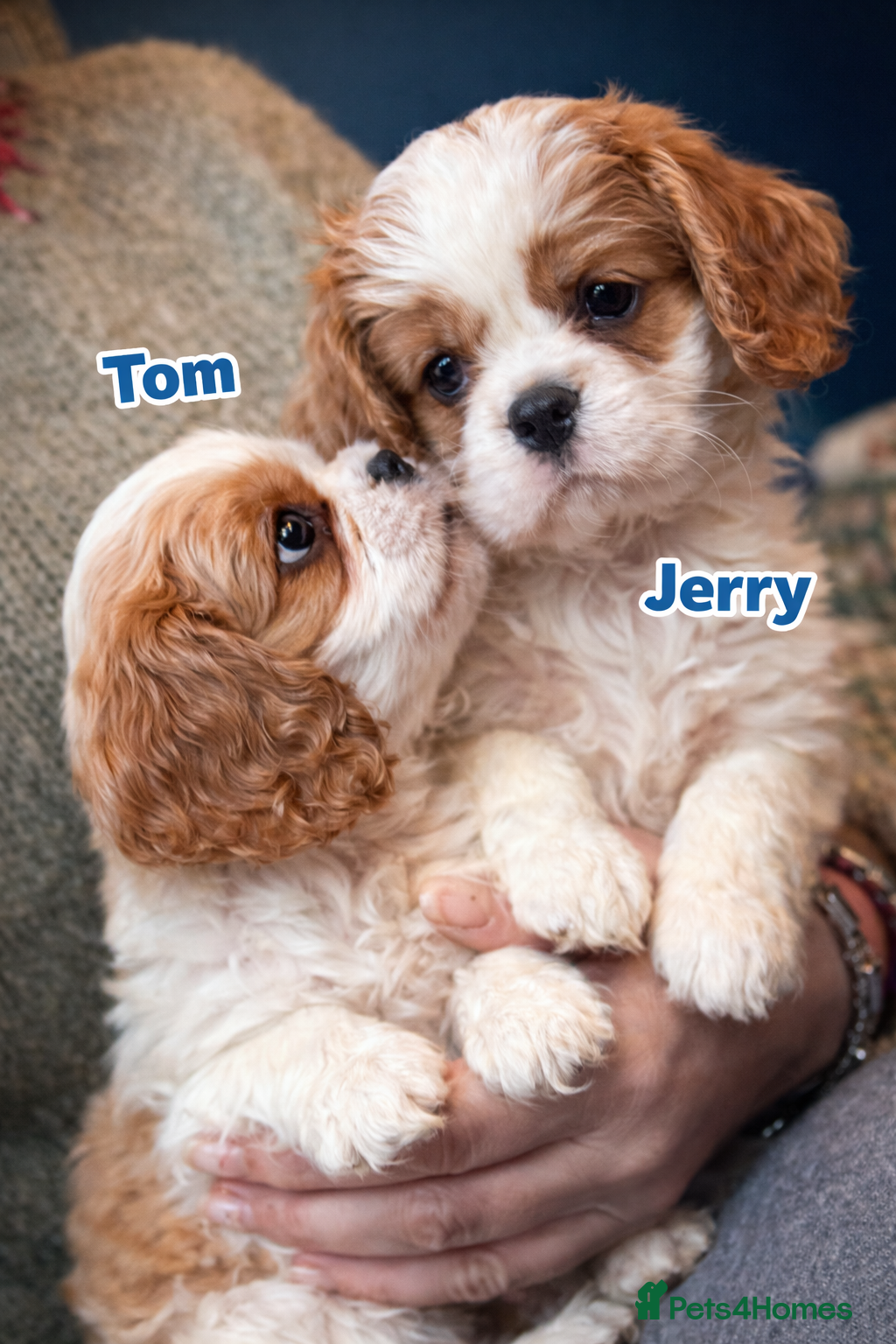 Cavalier King Charles Spaniel dogs RKC HEALTH TESTED PEDIGREE CAVALIER king charles - Advert 5