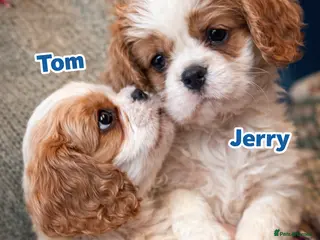 Cavalier King Charles Spaniel dogs RKC HEALTH TESTED PEDIGREE CAVALIER king charles - Advert 5