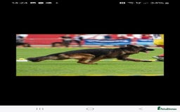 German Shepherd dogs for sale: TOP quality long coat puppies - Image 12