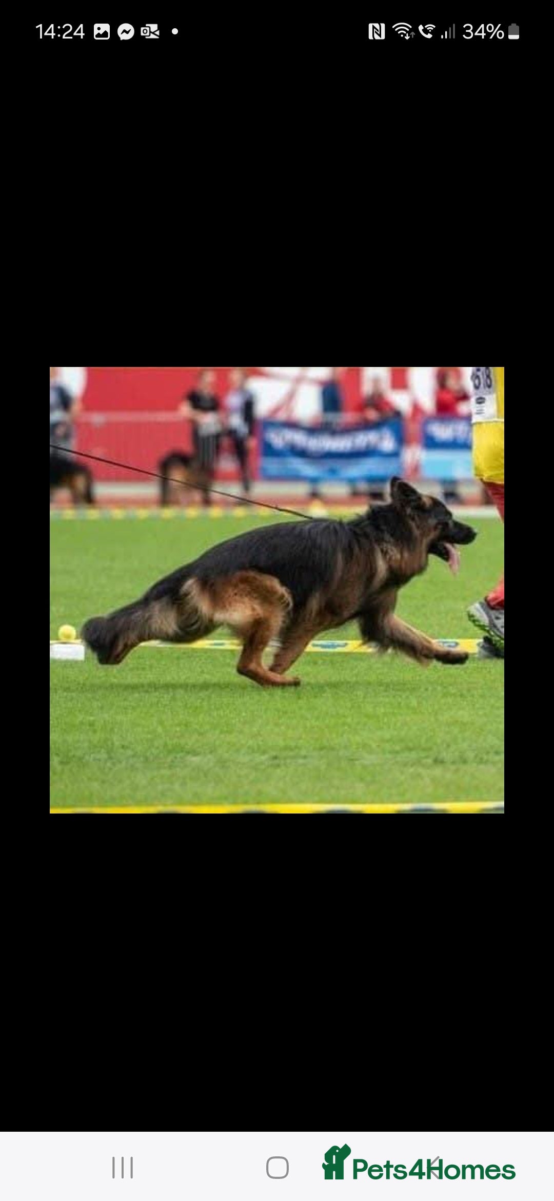 German Shepherd dogs for sale: TOP quality long coat puppies - Image 12