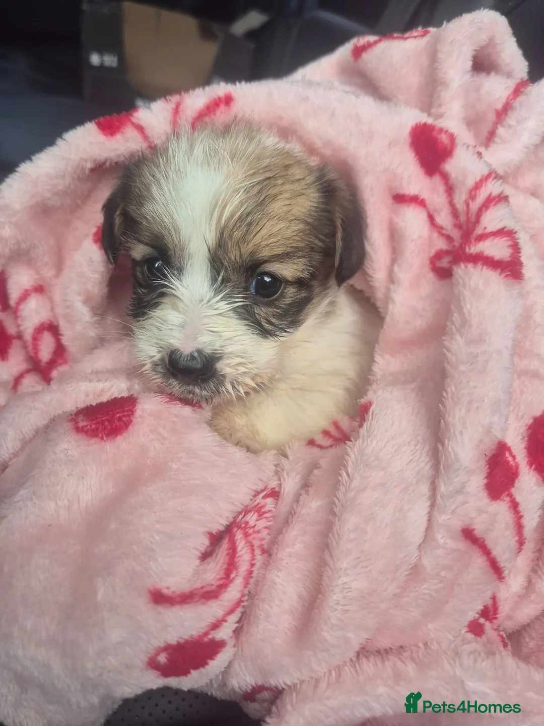 Jack Russell dogs for sale: Little jack russel puppies - Advert 8