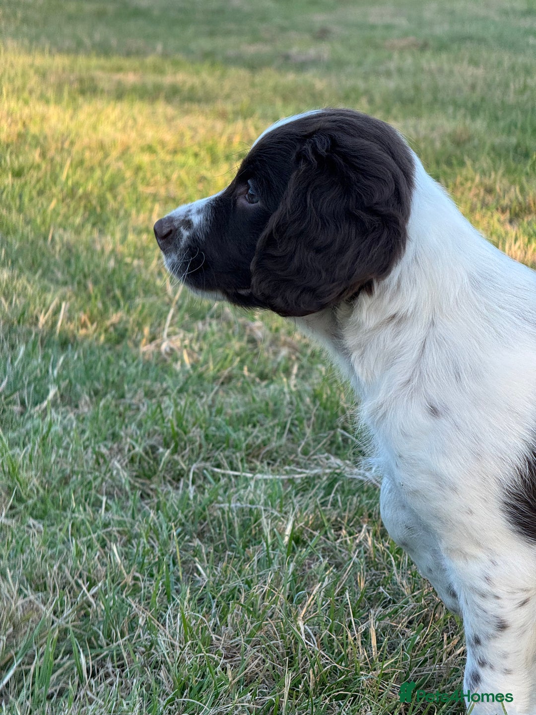 English Springer Spaniel dogs for sale: Ready to go Male KC Registered ESS Puppies  - Image 5