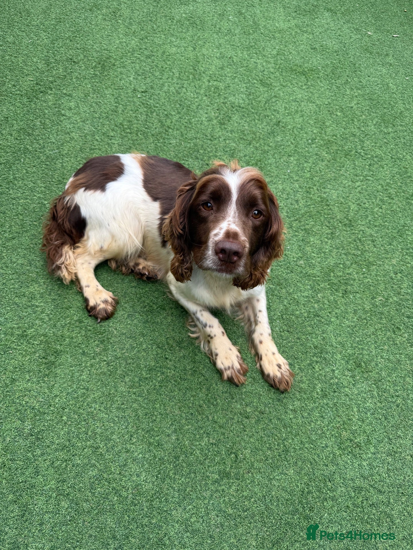 English Springer Spaniel dogs 🐾❤️ OUR BEAUTIFUL COCO – LOOKING FOR FOREVER HOME - Advert 13