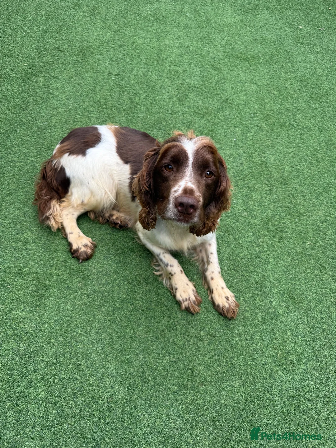 English Springer Spaniel dogs for sale: 🐾❤️ OUR BEAUTIFUL COCO – LOOKING FOR FOREVER HOME - Advert 1