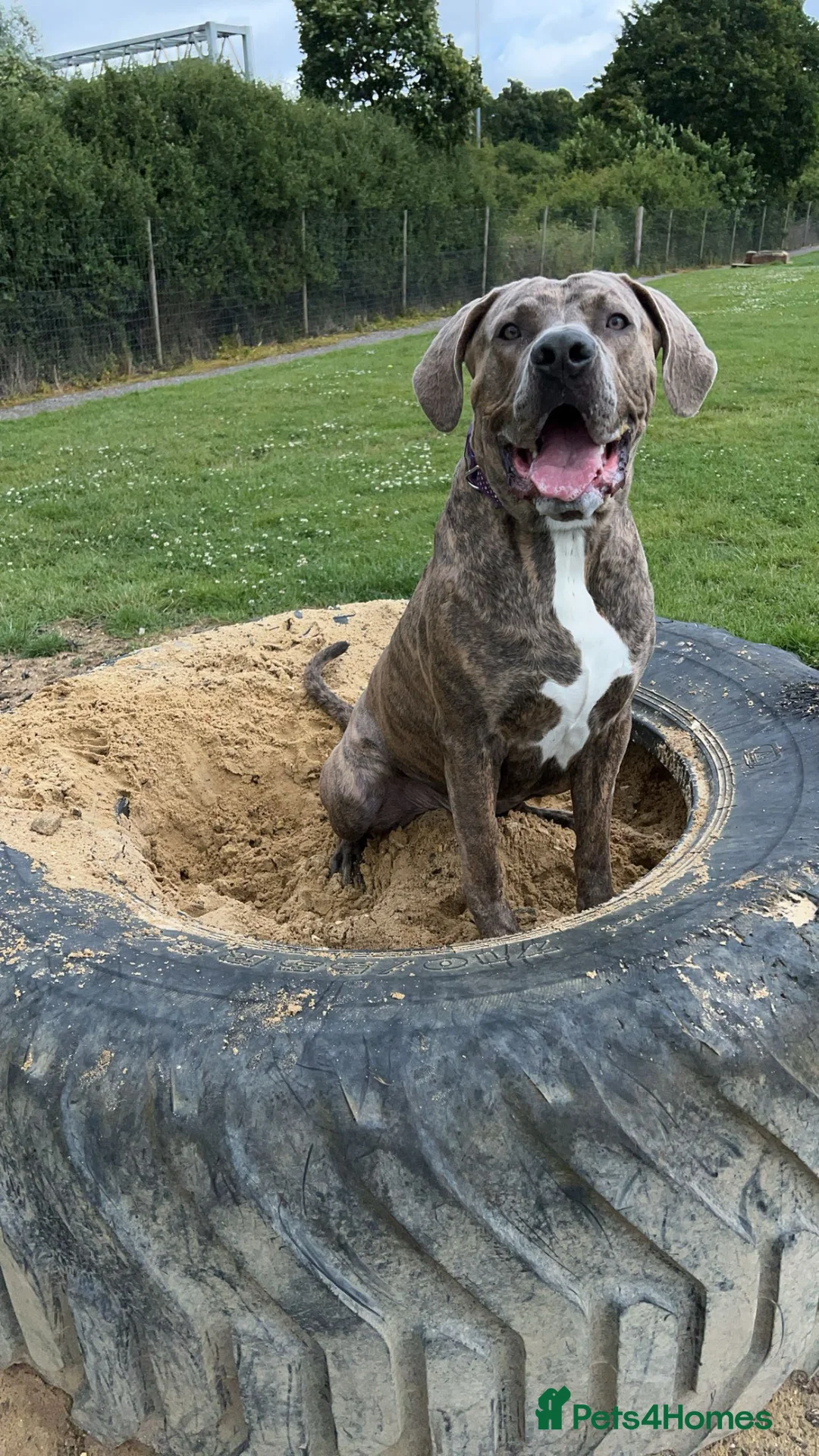 Mixed Breed dogs for sale: Loving dog for sale  in London - Advert 2