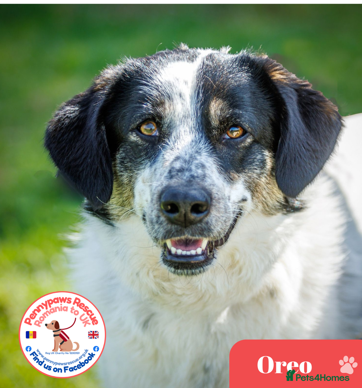 Mixed Breed dogs Oreo - In Foster UK - Advert 1