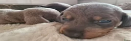 Miniature Dachshund dogs for sale: Miniture dashhound puppies in Driffield - Advert 12
