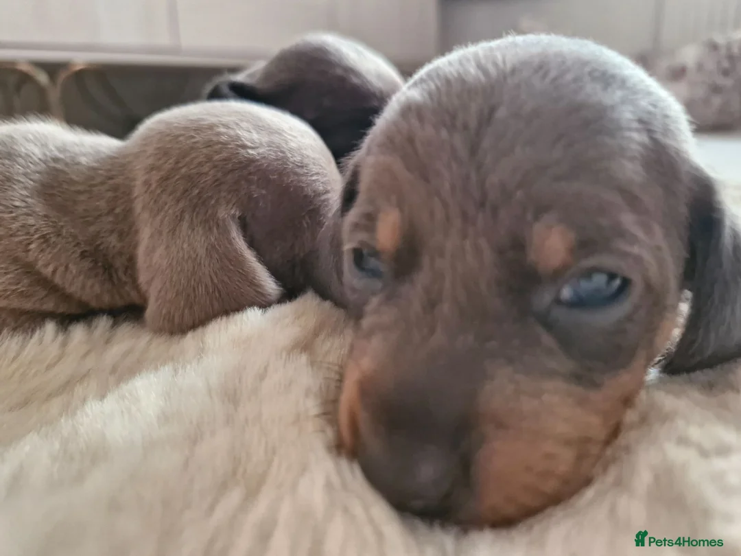 Miniature Dachshund dogs for sale: Miniture dashhound puppies in Driffield - Advert 12