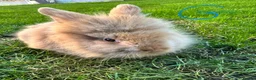 Lionhead rabbits for sale: Lionhead rabbits for sale  - Advert 13