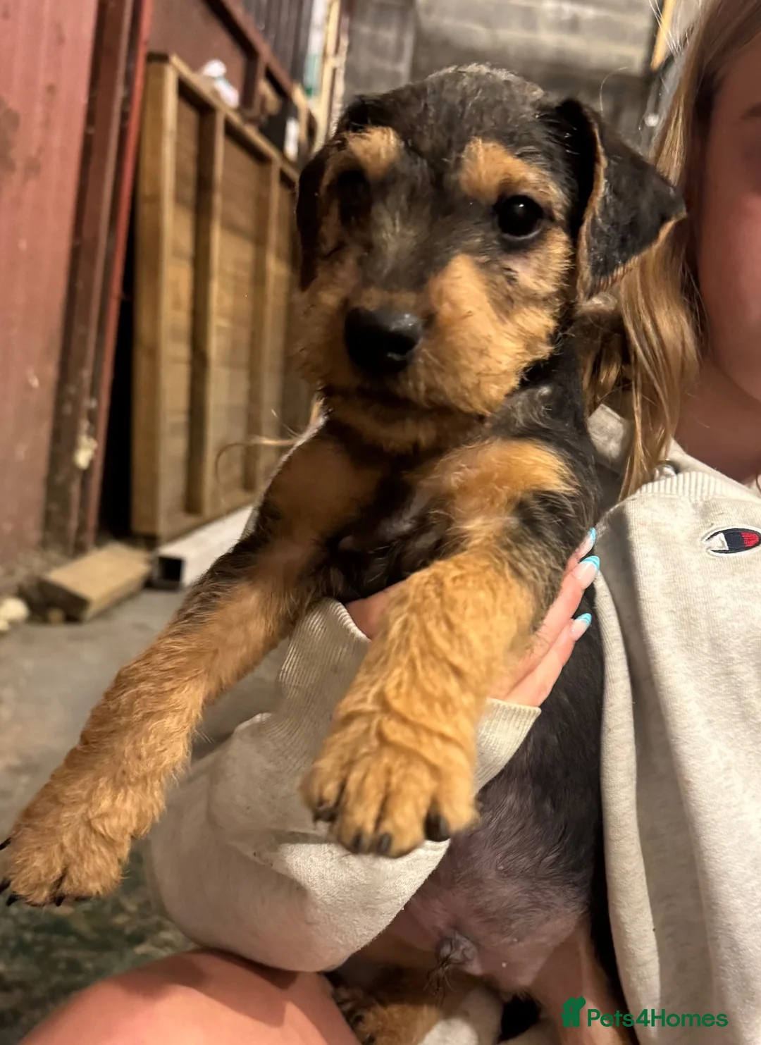 Lakeland Terrier dogs for sale: Lakeland terriers pups in Merthyr Tydfil - Advert 5